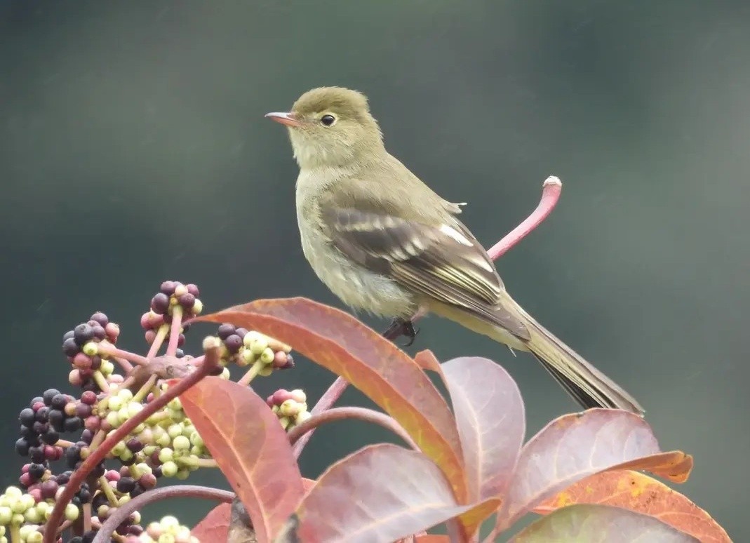 Mountain Elaenia - ML638097923