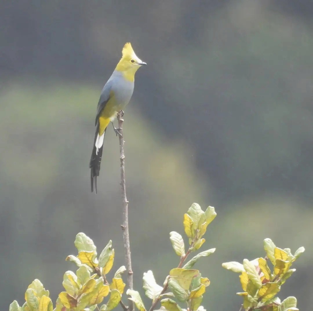 Long-tailed Silky-flycatcher - ML638097928