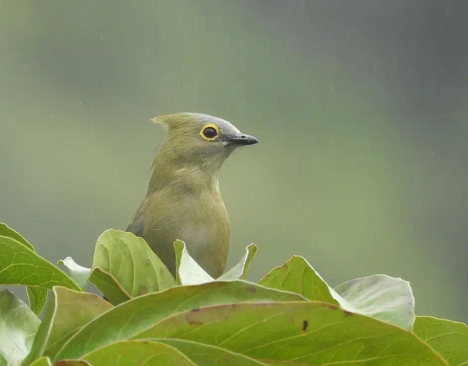 Long-tailed Silky-flycatcher - ML638097929
