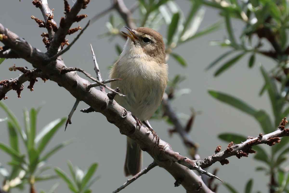 Mountain Chiffchaff - ML638097952