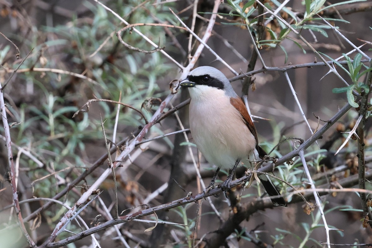 Red-backed Shrike - ML638097960
