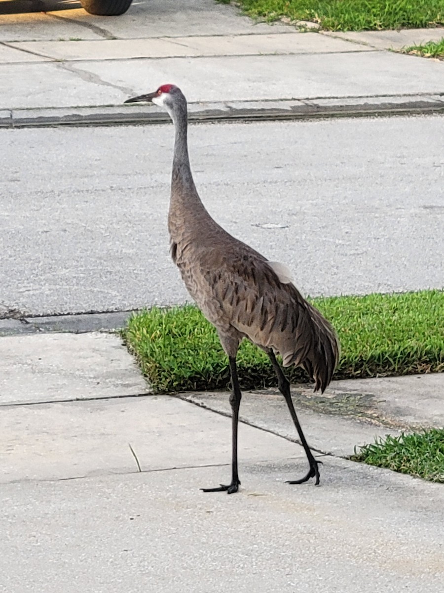 Sandhill Crane (Florida) - ML638098011