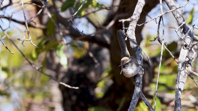 Bewick's Wren - ML638098026