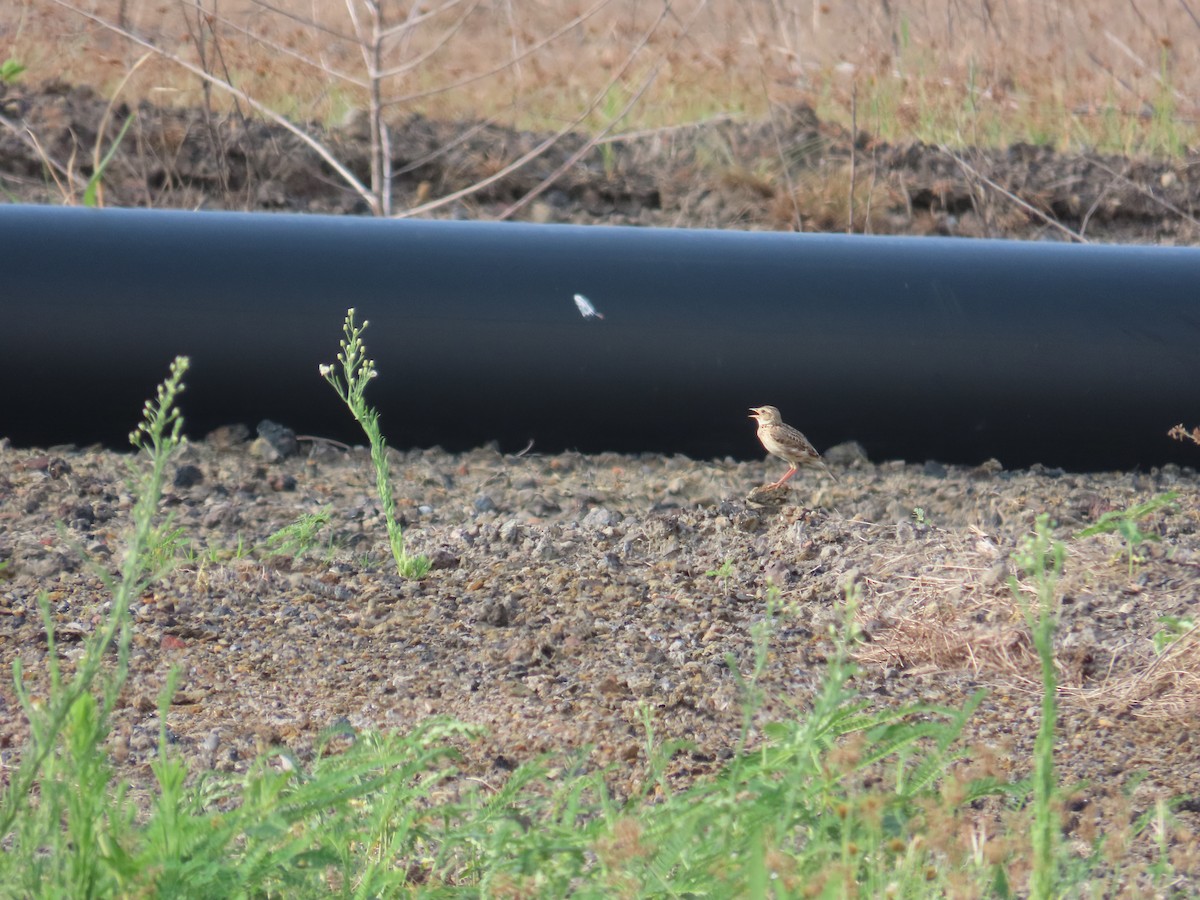 Oriental Skylark - ML638098034