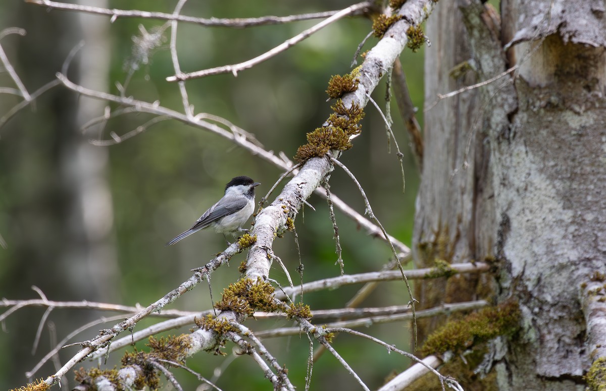 Willow Tit - ML638098044