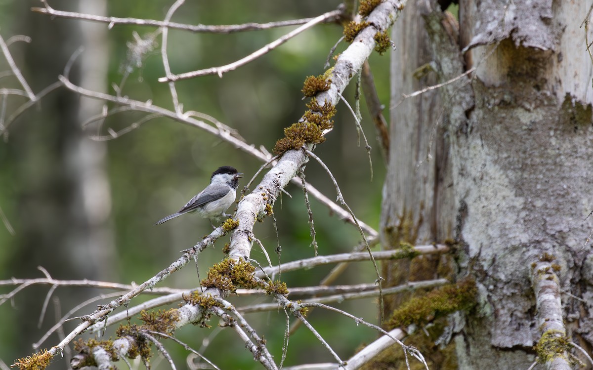 Willow Tit - ML638098045