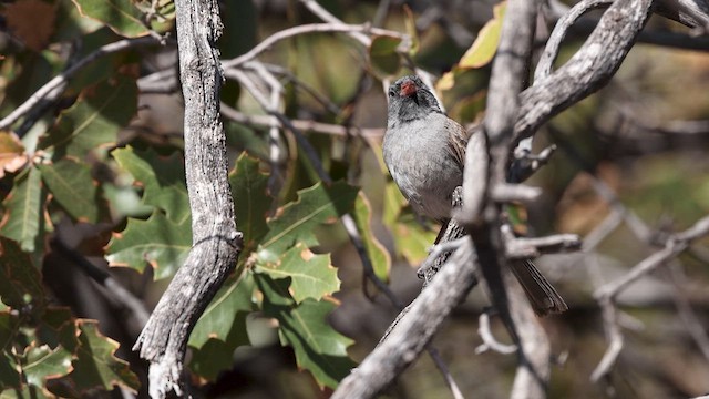 Black-chinned Sparrow - ML638098074