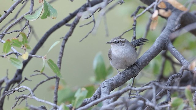 Bewick's Wren - ML638098082
