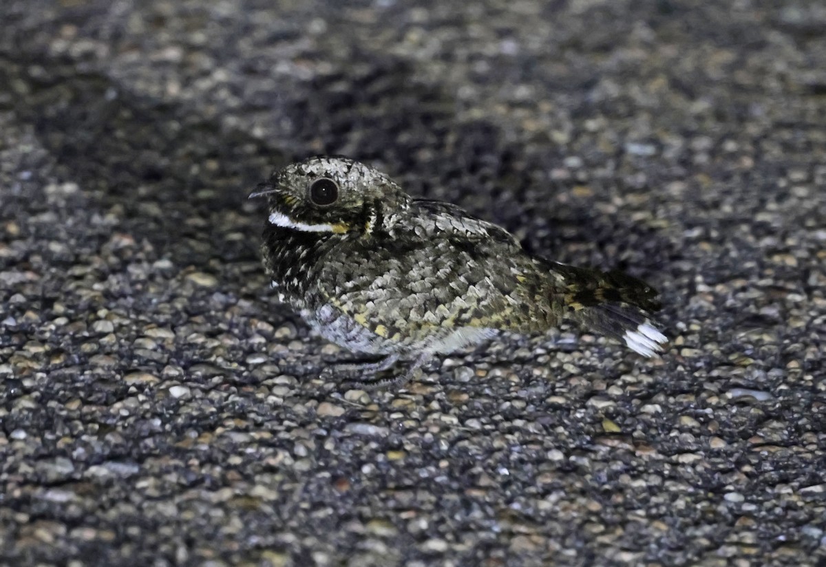 Common Poorwill - ML638098086