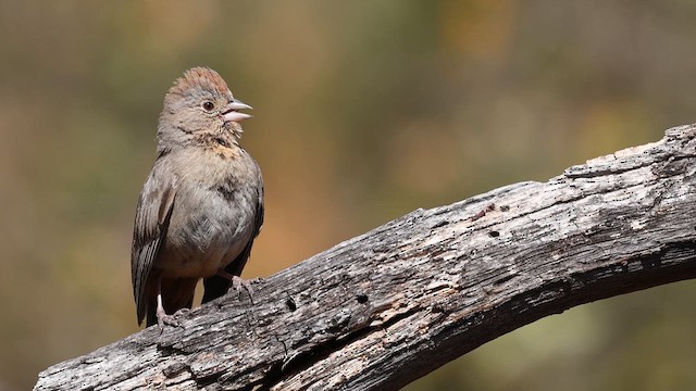 Canyon Towhee - ML638098093