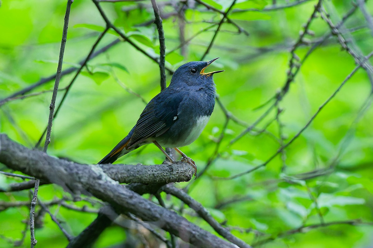 White-bellied Redstart - ML638098097