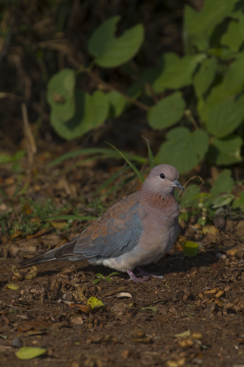 hrdlička senegalská - ML638098147