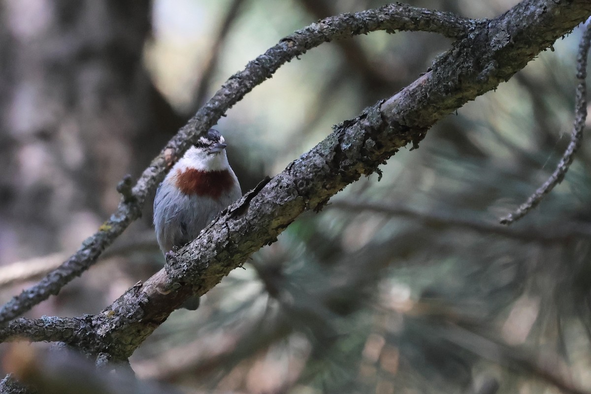 Krüper's Nuthatch - ML638098148