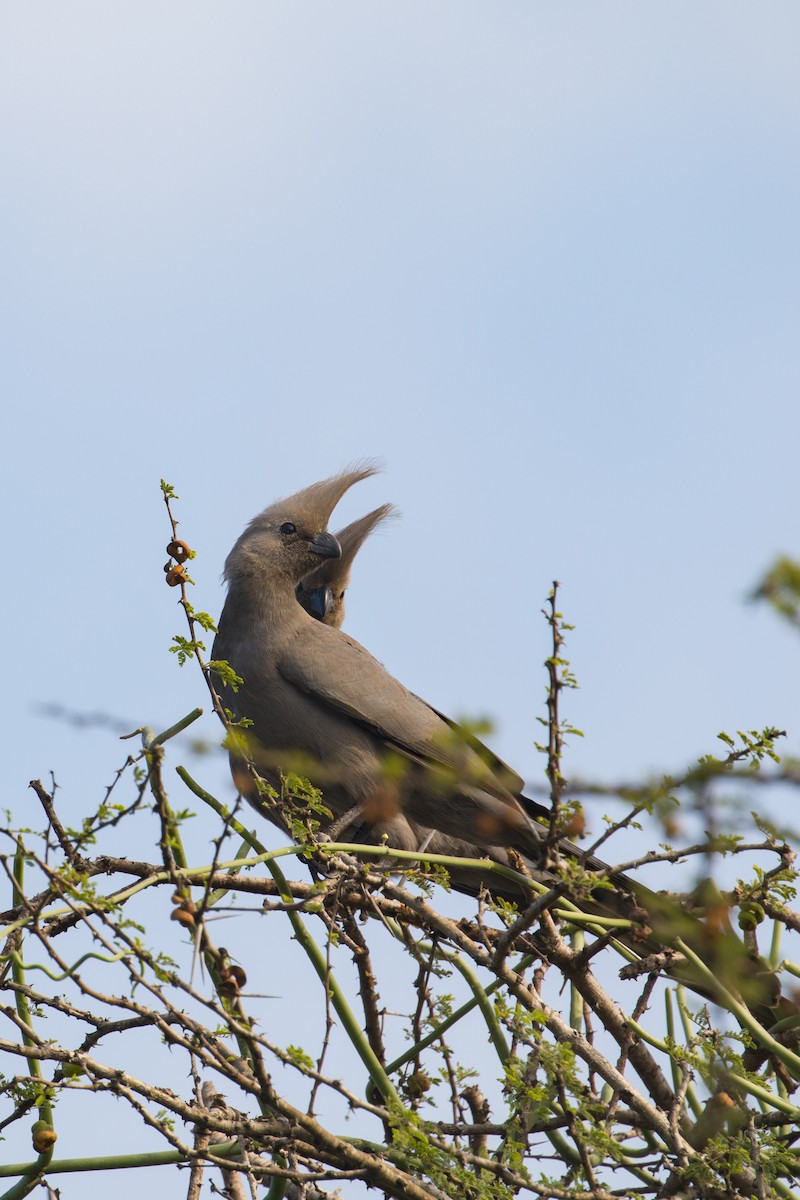 sparák šedý - ML638098155