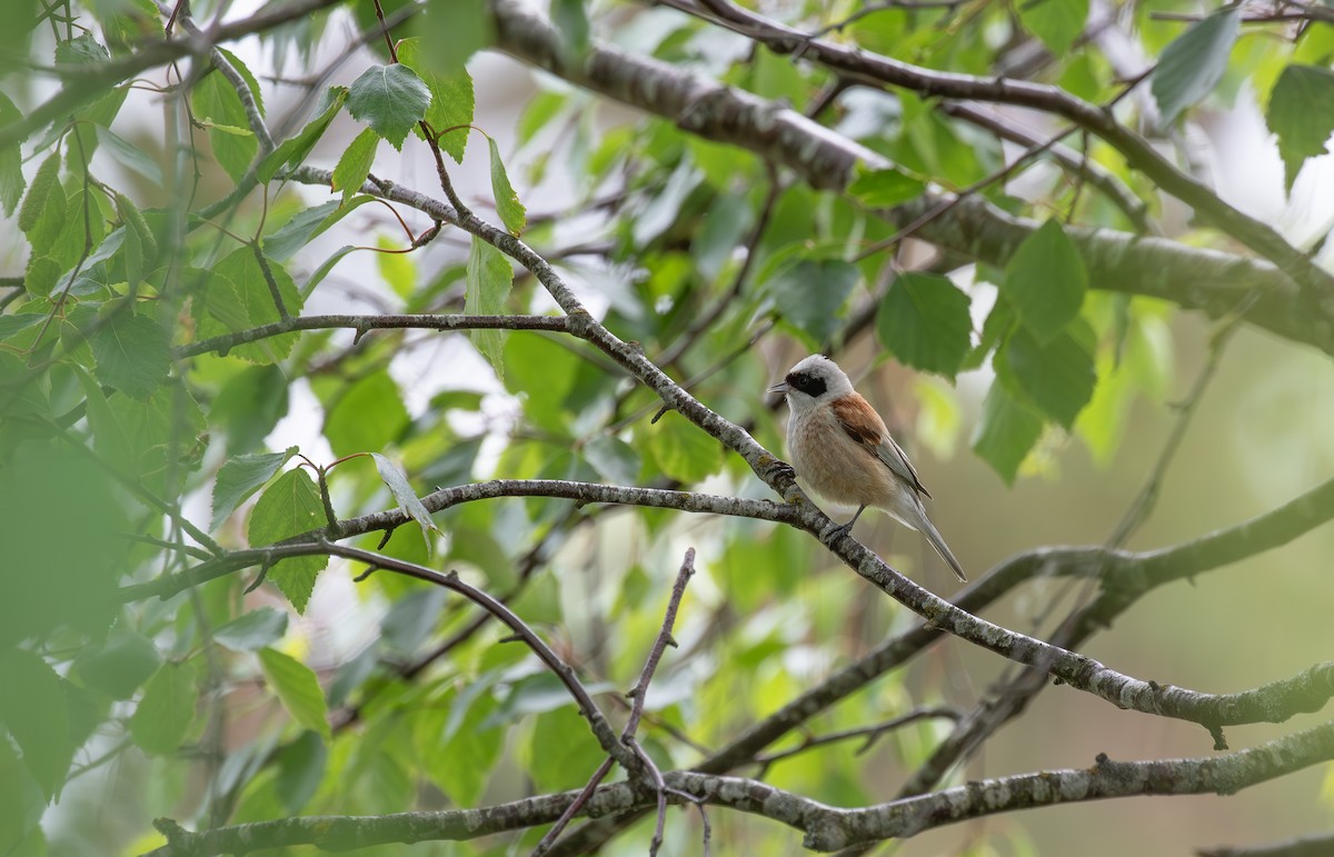 Eurasian Penduline-Tit - ML638098162