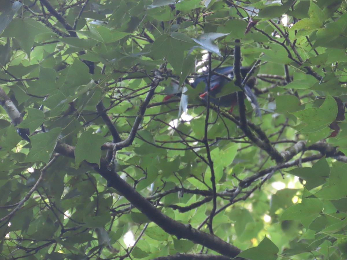 Taiwan Blue-Magpie - ML638098163