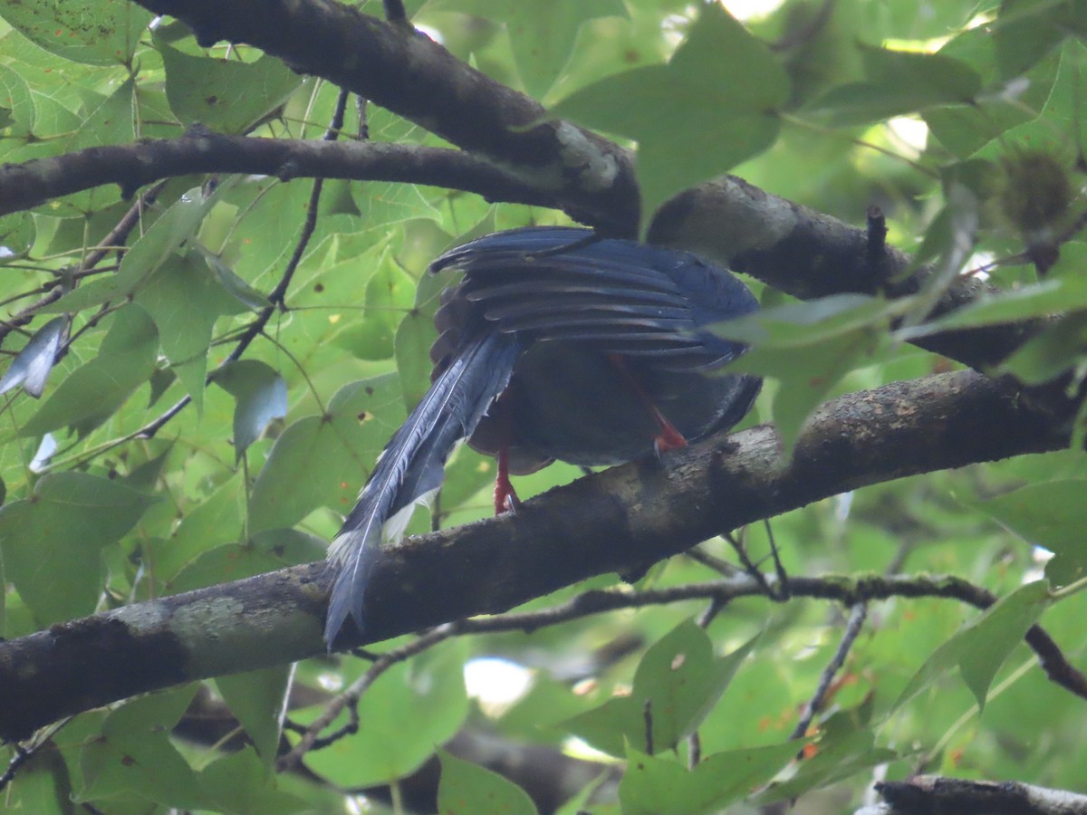 Taiwan Blue-Magpie - ML638098164