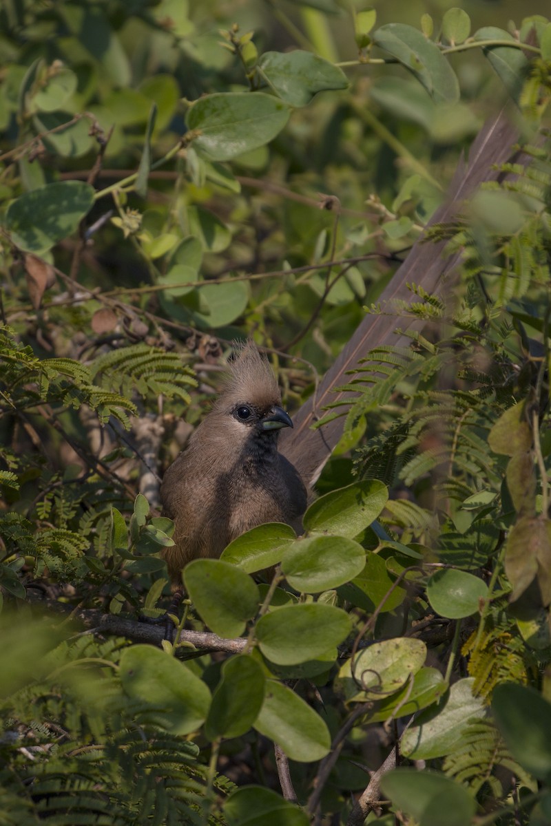 myšák hnědokřídlý - ML638098166