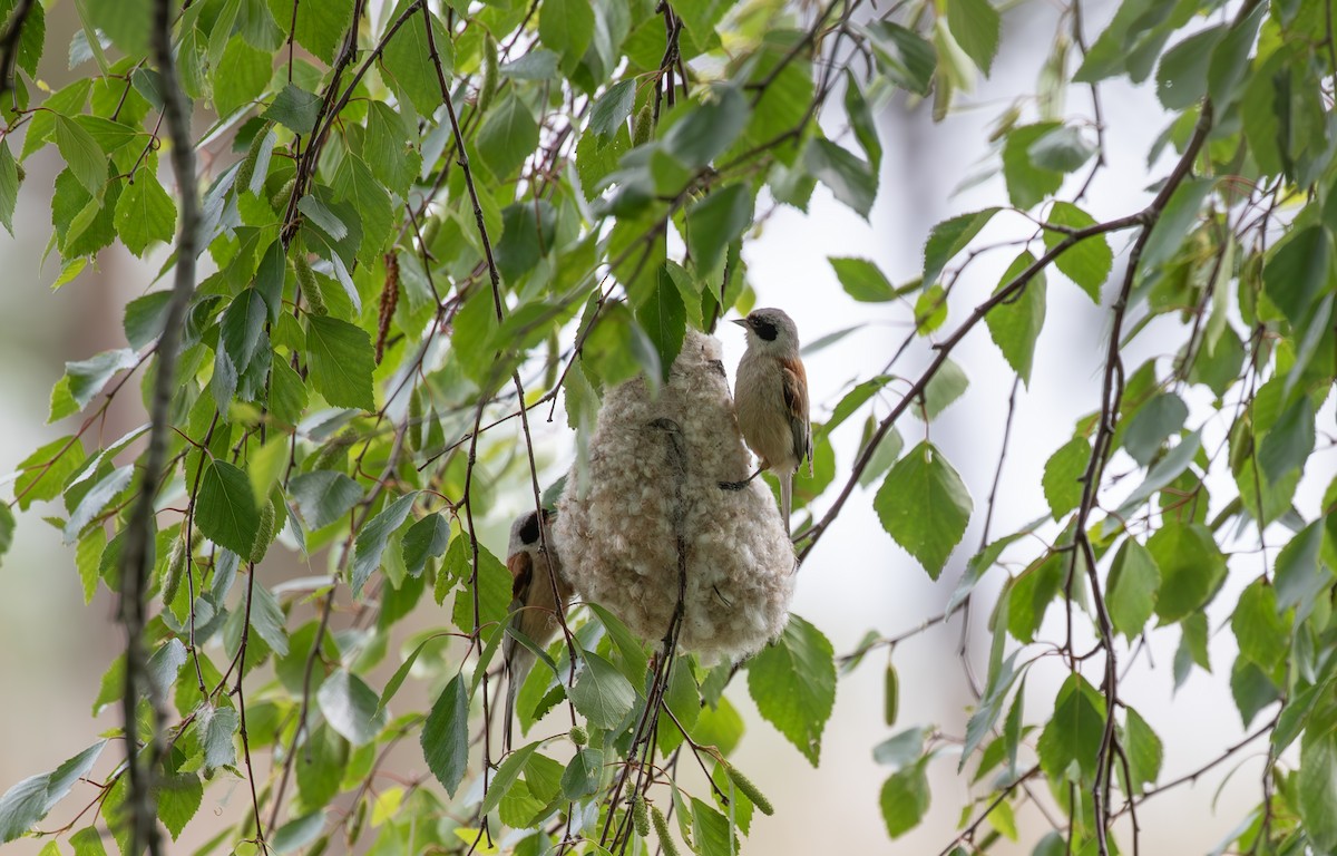 Eurasian Penduline-Tit - ML638098167