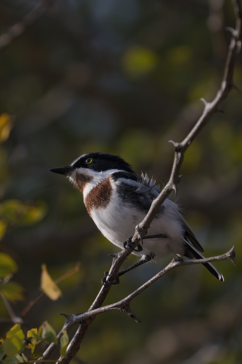 lesknáček obecný - ML638098169