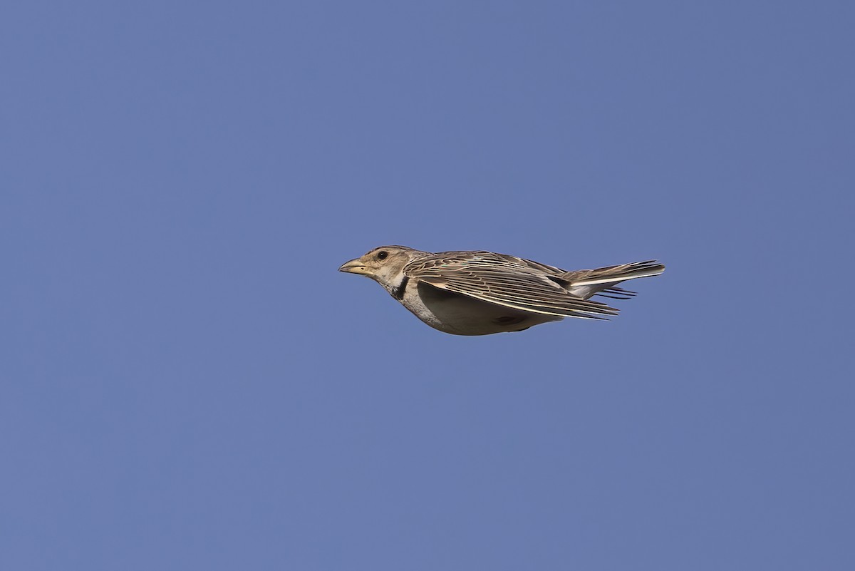 Calandra Lark - ML638098171