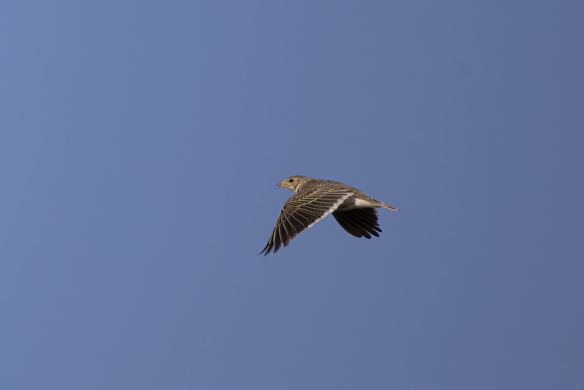 Calandra Lark - ML638098172
