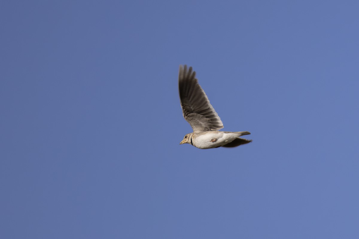 Calandra Lark - ML638098174