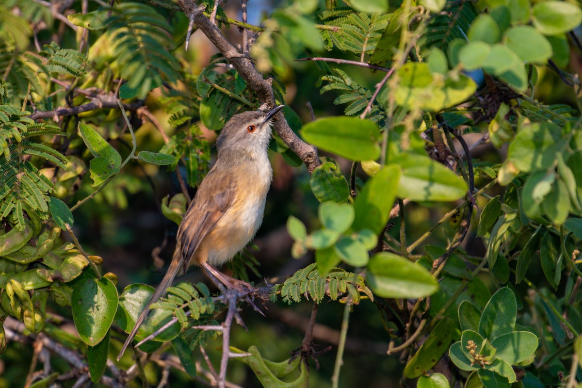 prinie afroasijská - ML638098177