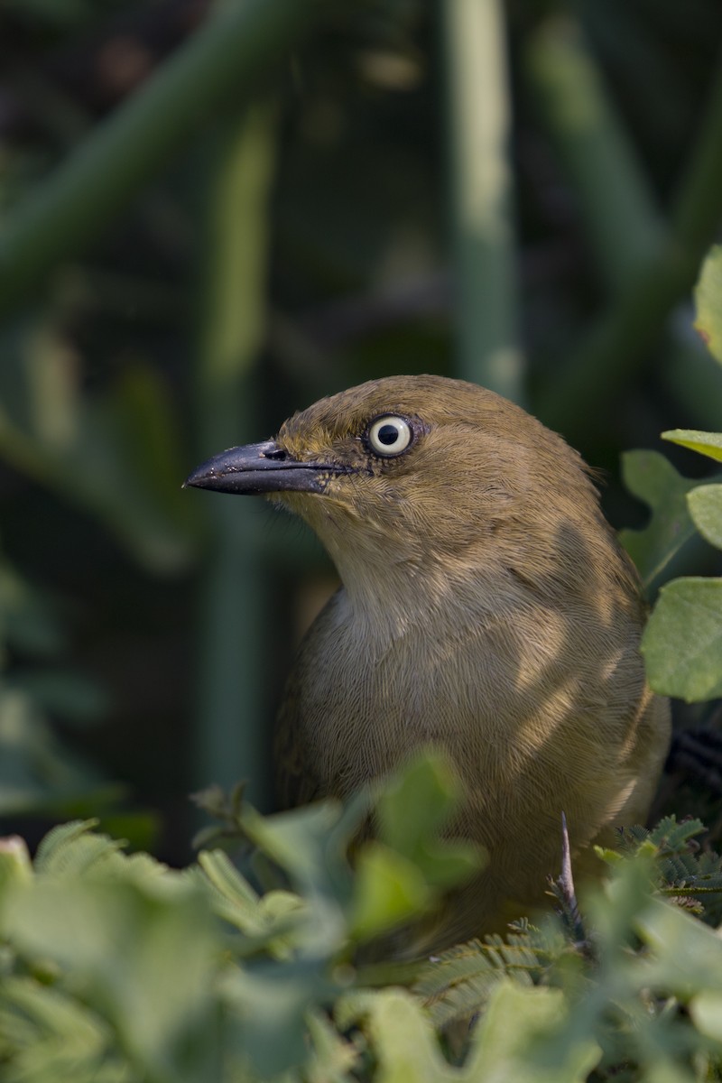 Sombre Greenbul - ML638098181
