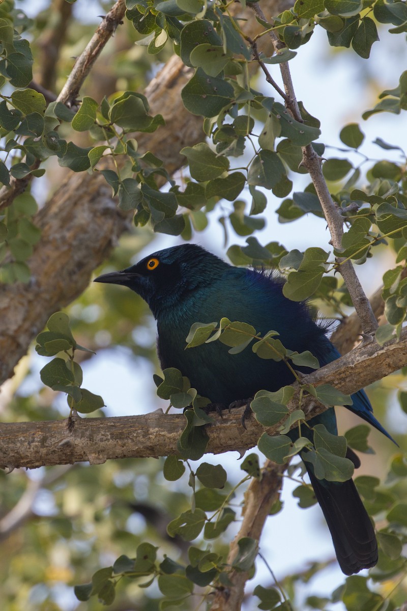 leskoptev savanová - ML638098182