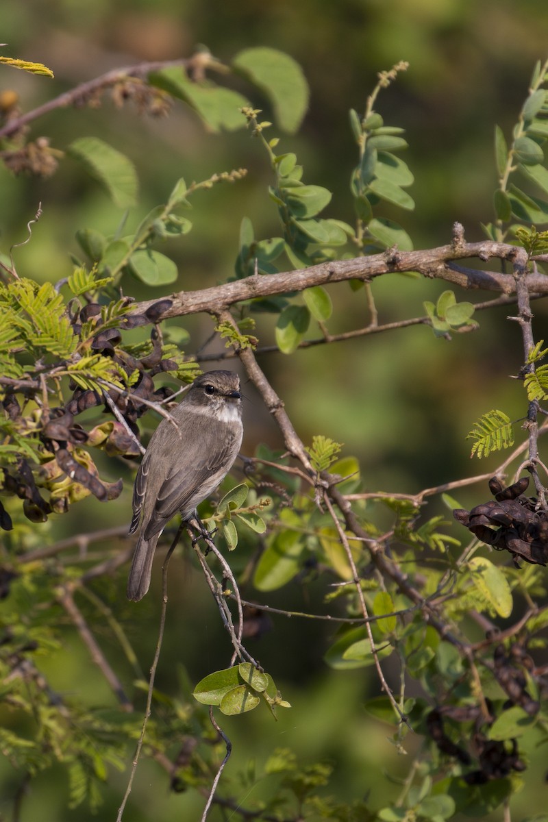 African Dusky Flycatcher - ML638098189