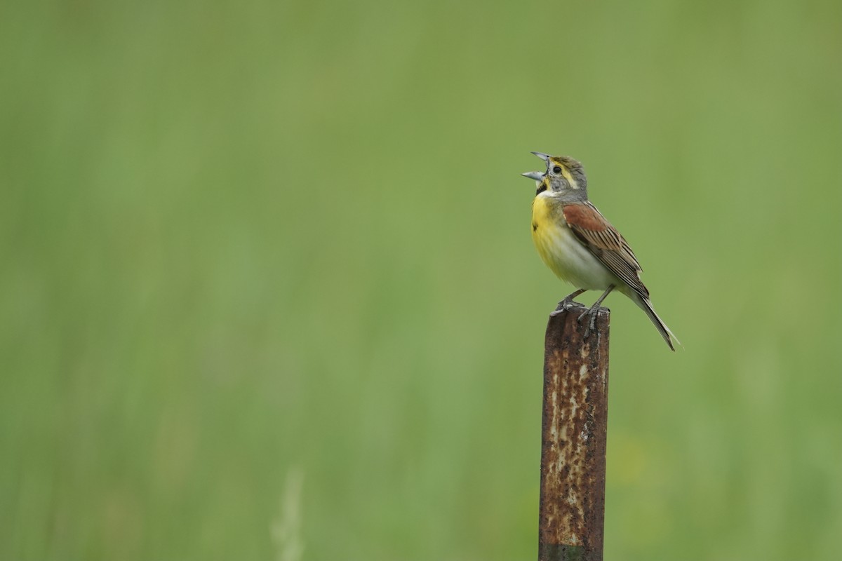 Dickcissel - ML638098191