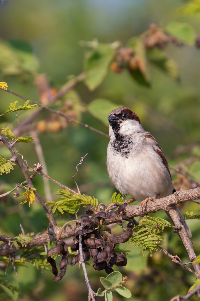 vrabec domácí - ML638098192