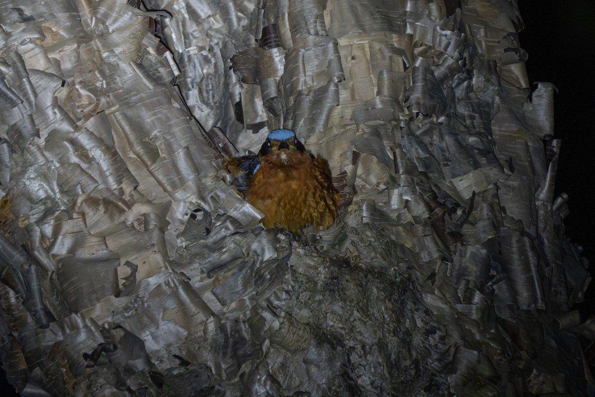 White-throated Rock-Thrush - ML638098209