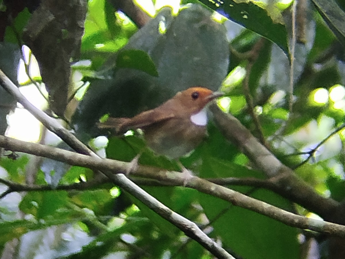 Rufous-browed Flycatcher - ML638098215
