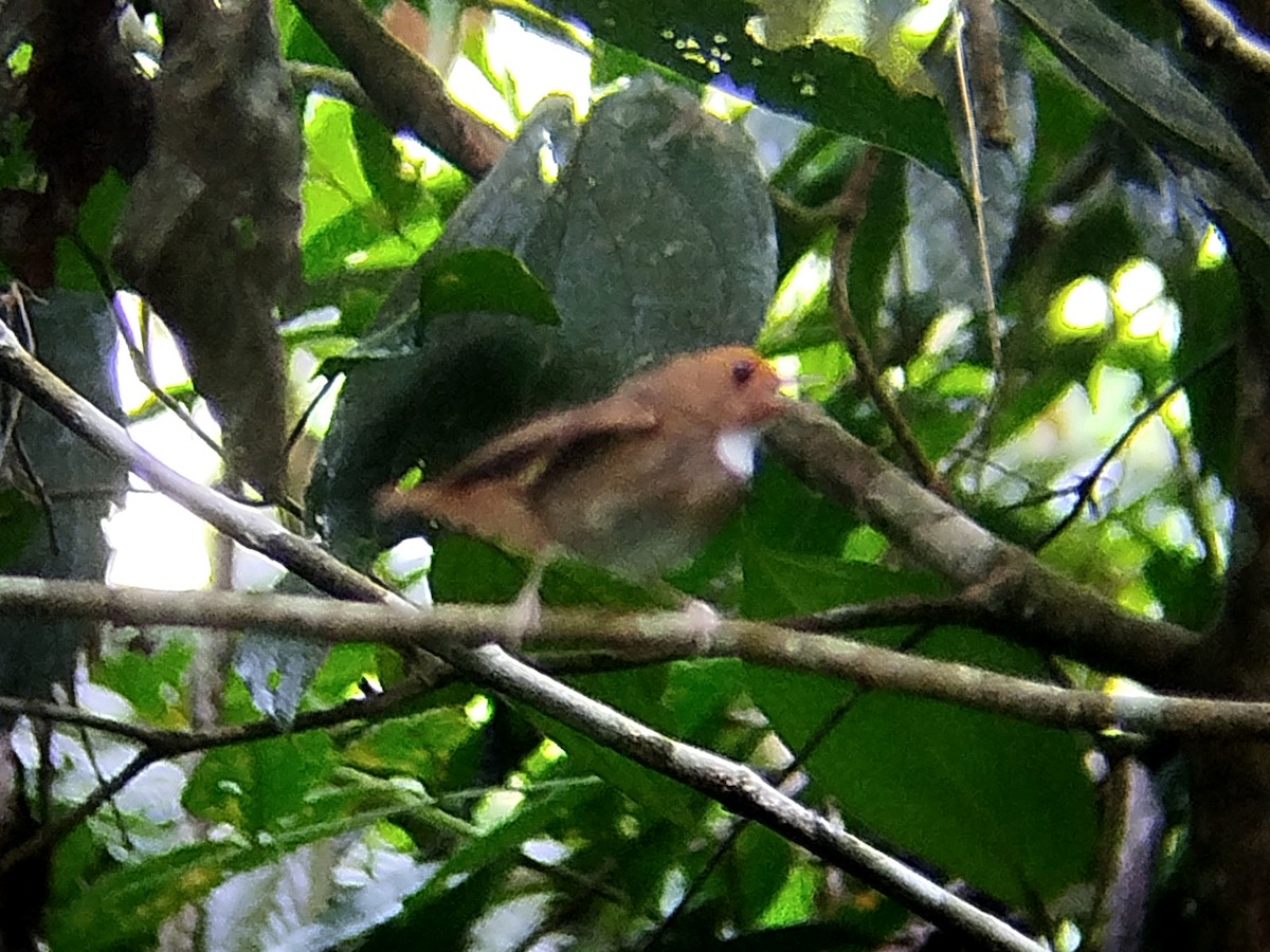 Rufous-browed Flycatcher - ML638098216