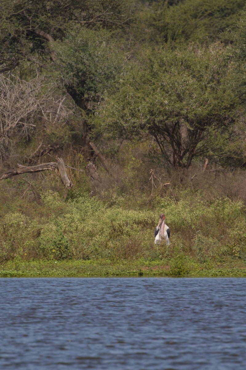 marabu africký - ML638098236