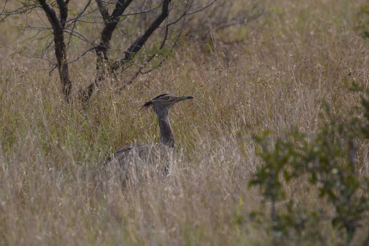 Kori Bustard - ML638098240