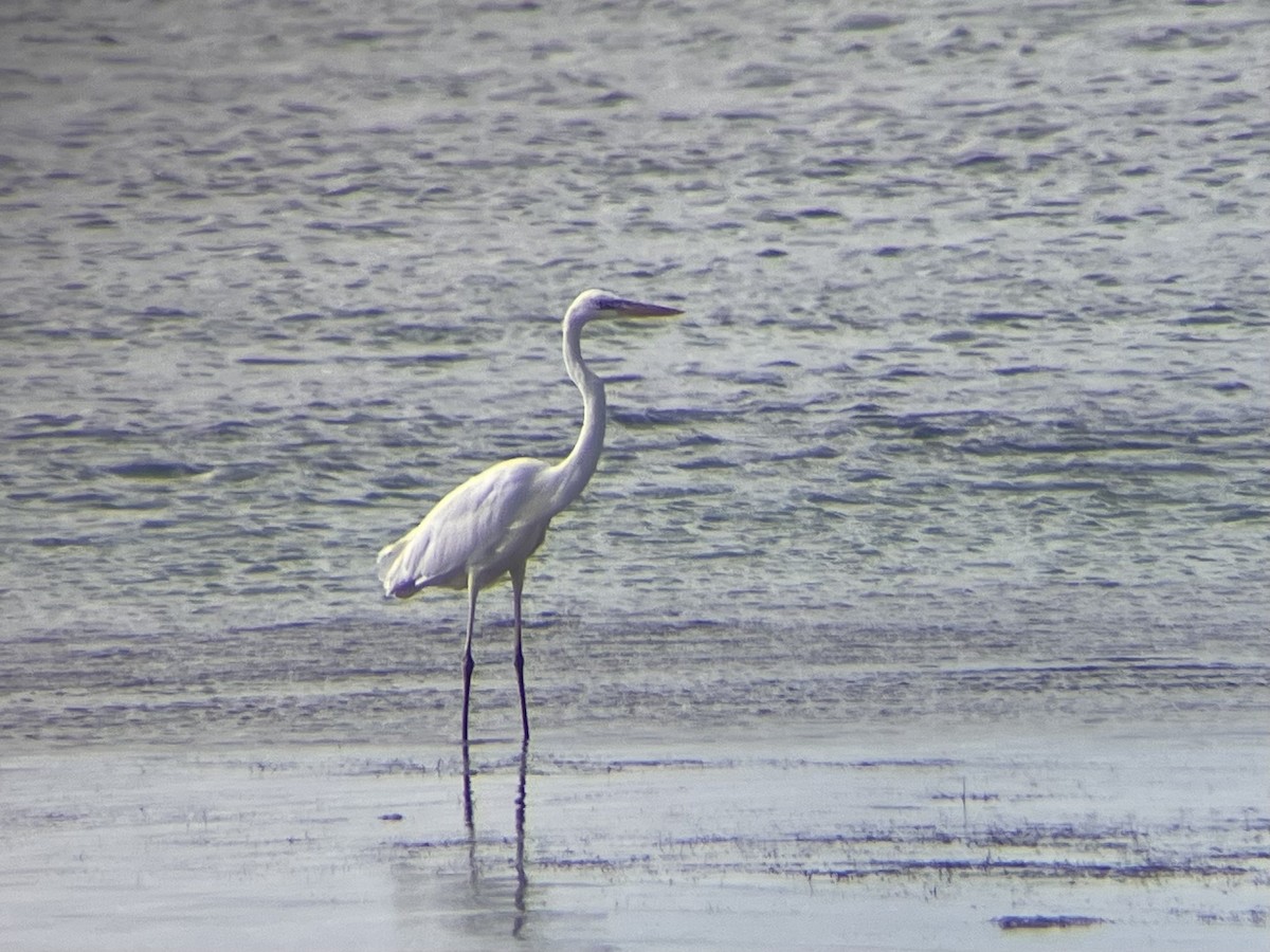 Great Blue Heron (Great White) - ML638098242