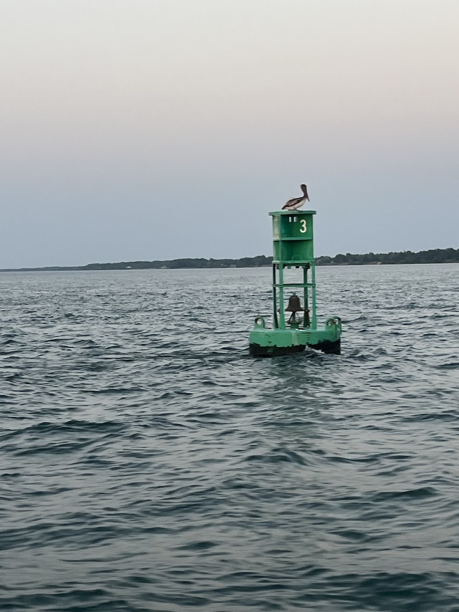 Brown Pelican - ML638098287