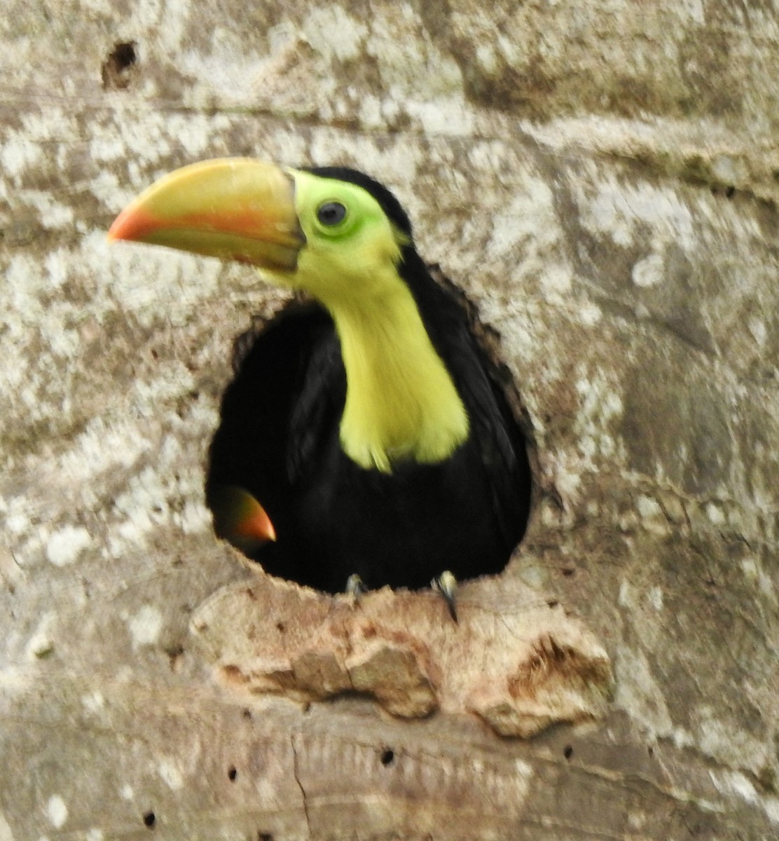 Keel-billed Toucan - ML638098310
