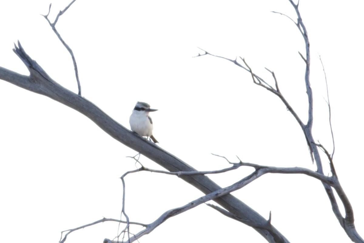 Red-backed Kingfisher - ML638098311