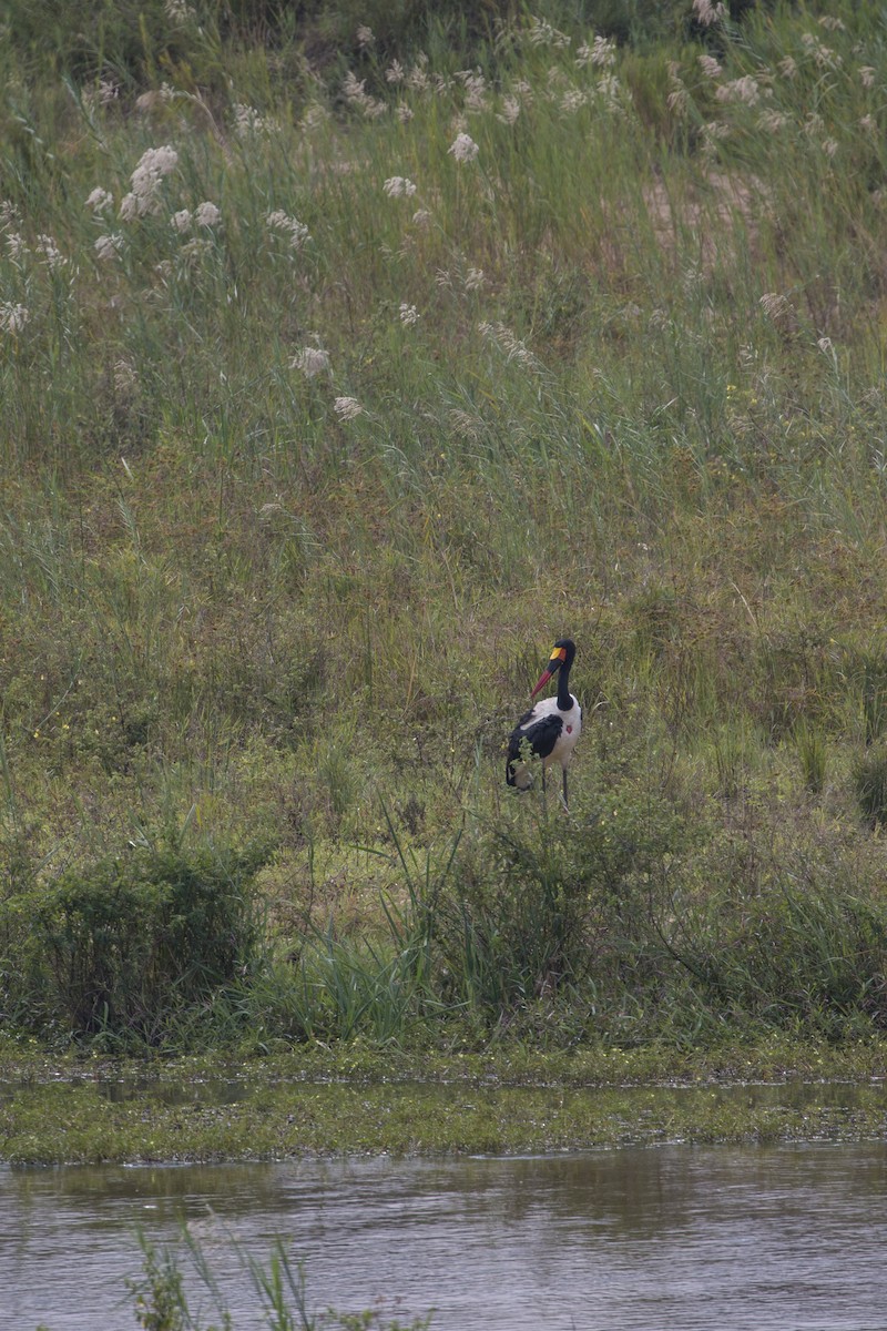 čáp sedlatý - ML638098318