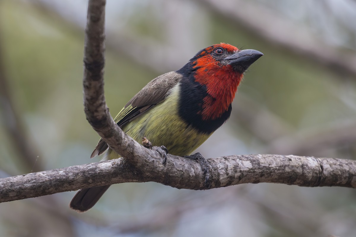 Black-collared Barbet - ML638098319
