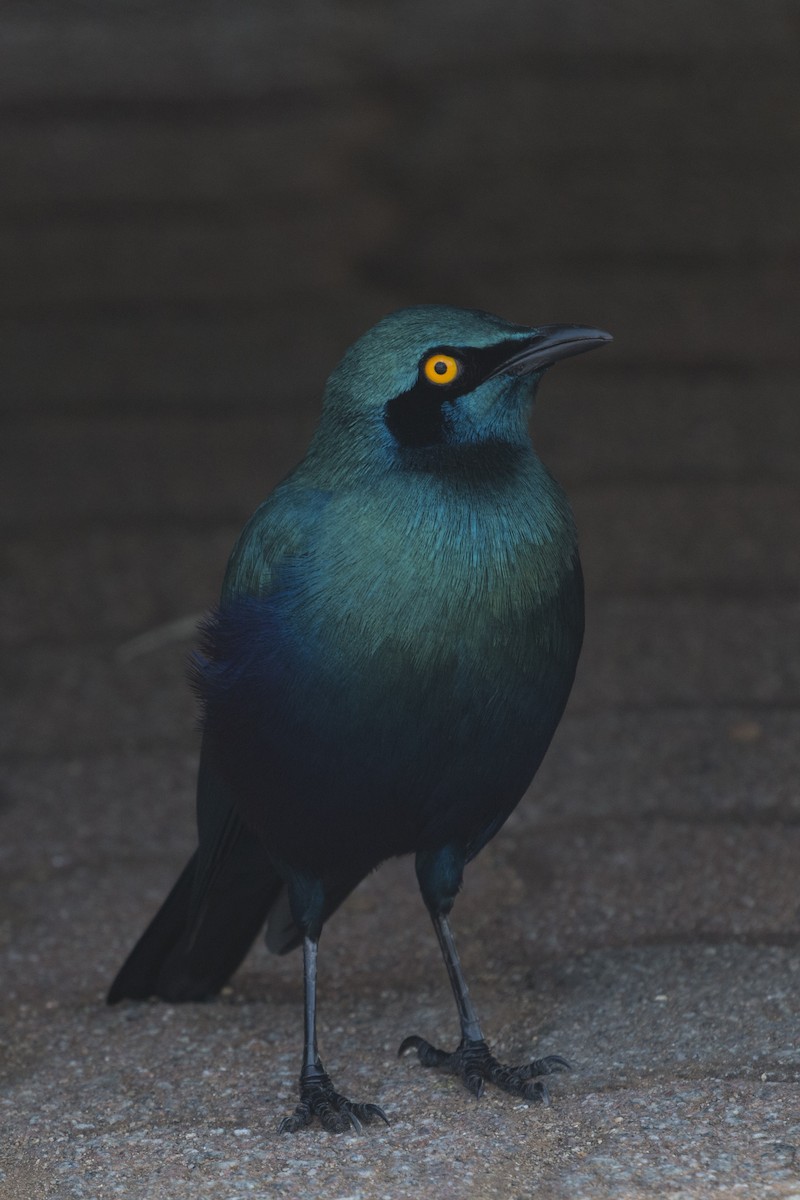 Greater Blue-eared Starling - ML638098323