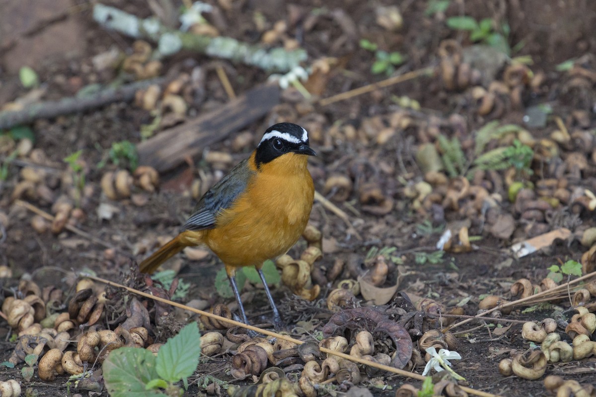 White-browed Robin-Chat - ML638098324