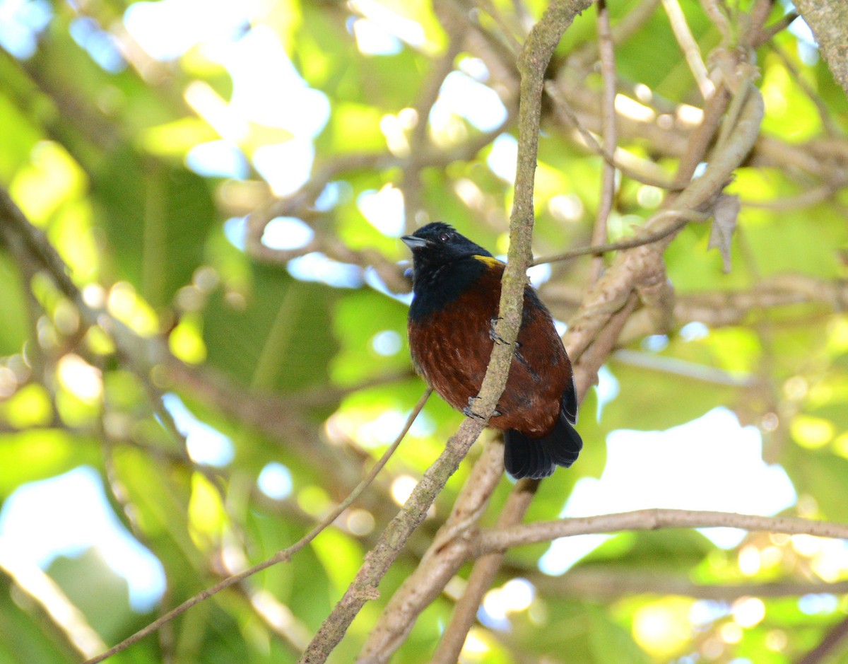 Chestnut-bellied Euphonia - ML638098325
