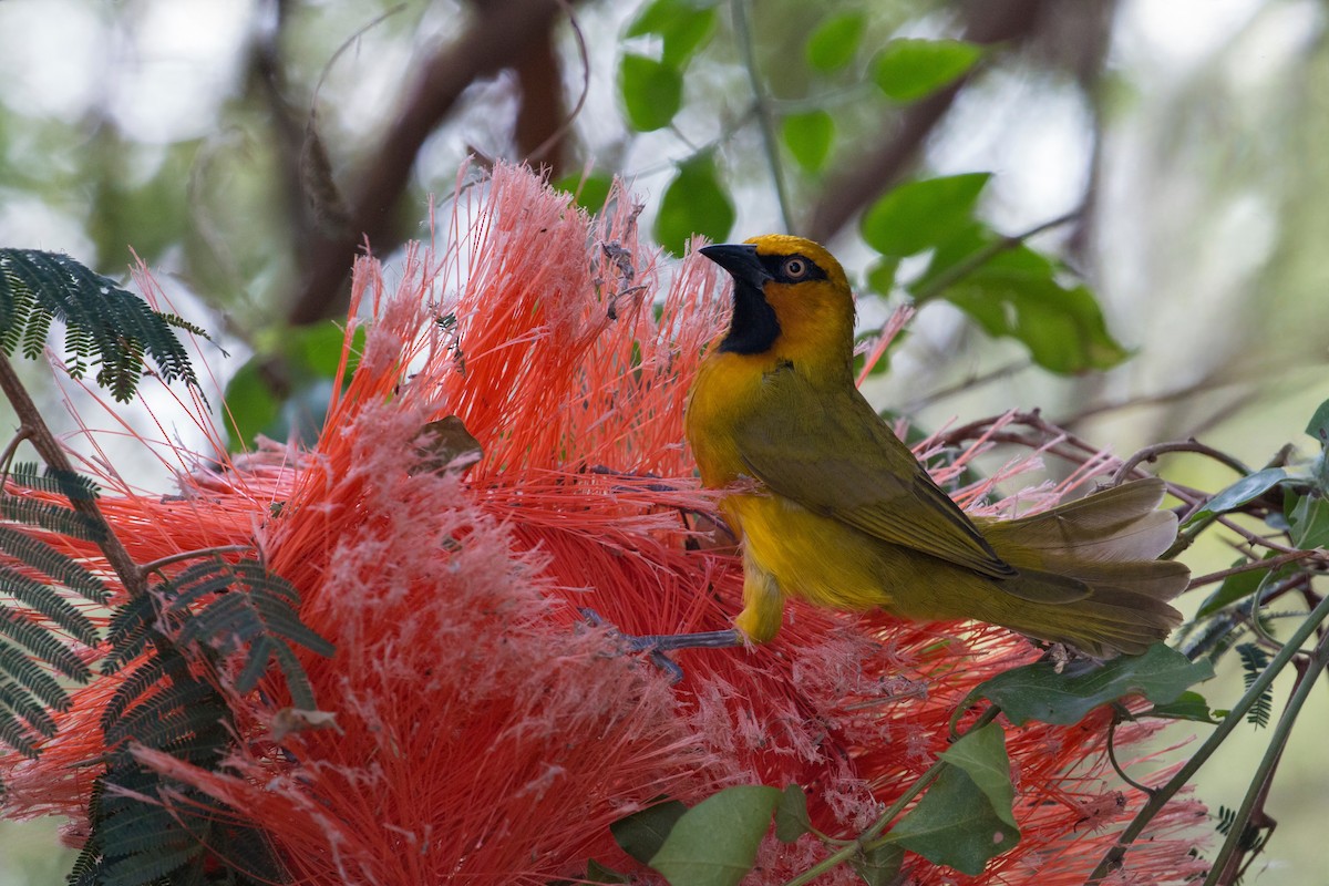 Spectacled Weaver - ML638098327