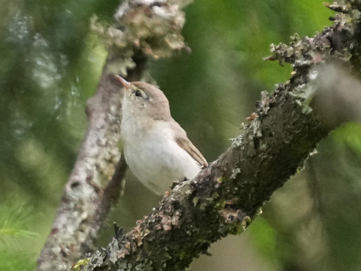 Willow Warbler - ML638098333