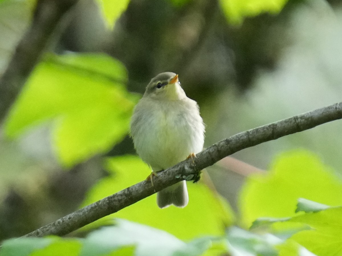 Waldlaubsänger - ML638098336